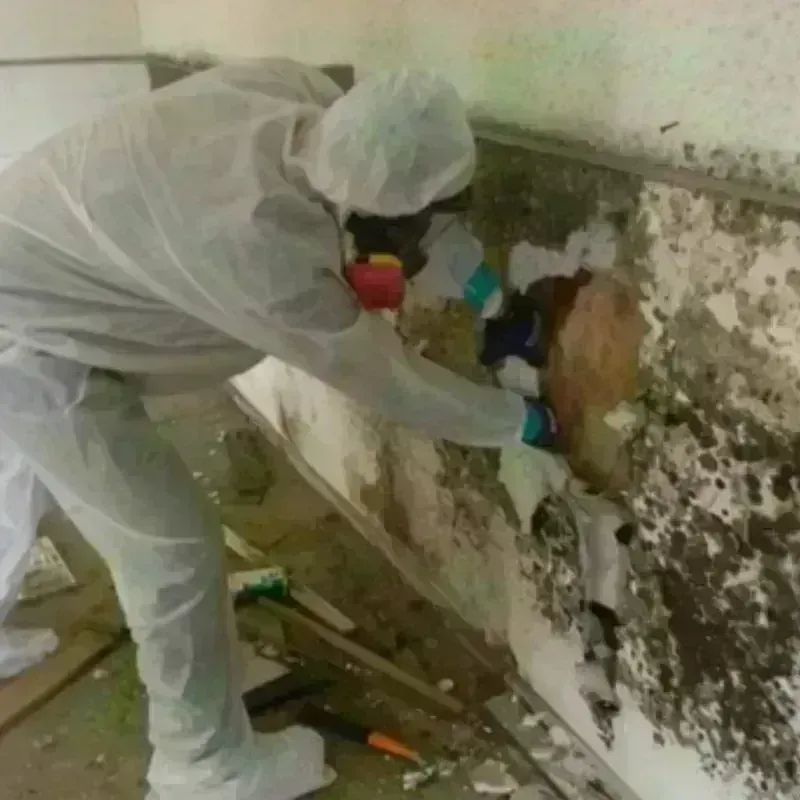 Mold Remediation and Removal in Mena, AR